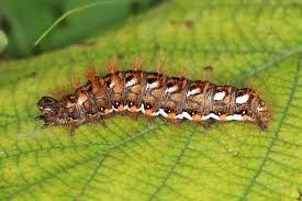 Attēlu rezultāti vaicājumam “Acronicta rumicis”