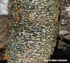 Attēlu rezultāti vaicājumam “Opegrapha atra”