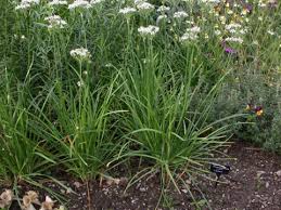 Image result for Allium tuberosum