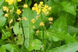 Attēlu rezultāti vaicājumam “Rorippa amphibia”