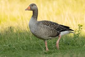 Attēlu rezultāti vaicājumam “Anser anser”