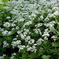 Image result for Galium odoratum