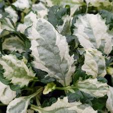 Attēlu rezultāti vaicājumam “Ajuga reptans leaf”