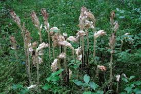 Attēlu rezultāti vaicājumam “Monotropa hypopitys”