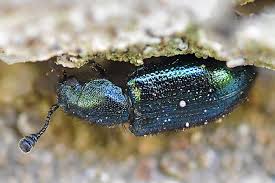 Attēlu rezultāti vaicājumam “Necrobia violacea”