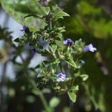 Attēlu rezultāti vaicājumam “Acinos arvensis flower”