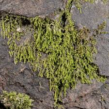 Attēlu rezultāti vaicājumam “Lejeunea cavifolia”