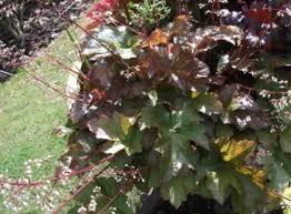 Image result for Heuchera Metallica