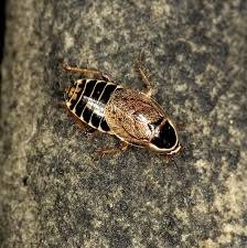 Attēlu rezultāti vaicājumam “Ectobius sylvestris female”