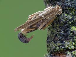 Attēlu rezultāti vaicājumam “Psyche casta”