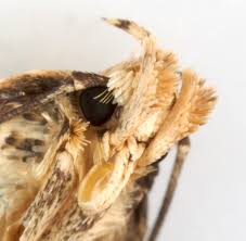 Attēlu rezultāti vaicājumam “Agonopterix aranella”