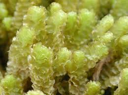 Attēlu rezultāti vaicājumam “Barbilophozia lycopodioides macro”