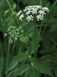 Attēlu rezultāti vaicājumam “Aegopodium podagraria”