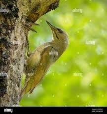 Attēlu rezultāti vaicājumam “Picus canus female”