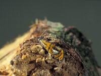 Attēlu rezultāti vaicājumam “Olethreutes arcuella”