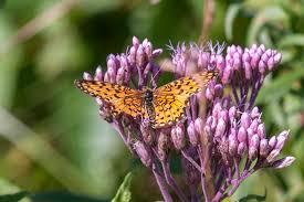 Attēlu rezultāti vaicājumam “Clossiana selene upperside”