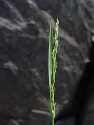 Attēlu rezultāti vaicājumam “Poa compressa”