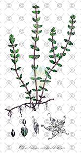 Attēlu rezultāti vaicājumam “Honckenya peploides fruit”