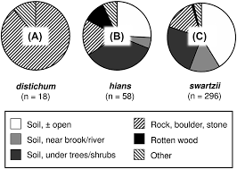 Attēlu rezultāti vaicājumam “Oxyrrhynchium hians var. rigidum macro”