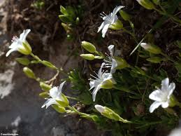 Attēlu rezultāti vaicājumam “Arenaria procera”