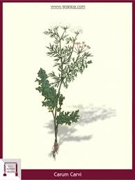 Image result for Kümmel