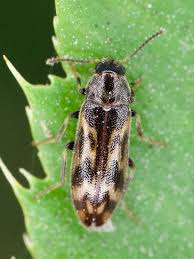 Attēlu rezultāti vaicājumam “Melandryidae”