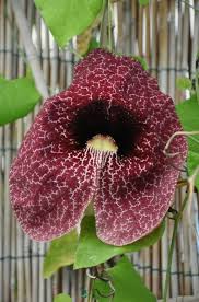 Attēlu rezultāti vaicājumam “Aristolochia durior”