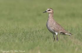 Image result for Vanellus gregarius