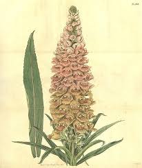 Image result for Digitalis ferruginea