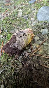 Attēlu rezultāti vaicājumam “Fuligo leviderma”