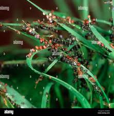 Attēlu rezultāti vaicājumam “Physarum penetrale macro”