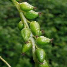 Attēlu rezultāti vaicājumam “Populus x canadensis fruit”