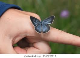 Attēlu rezultāti vaicājumam “Maculinea teleius”