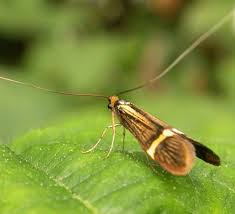 Attēlu rezultāti vaicājumam “Nemophora metallica”