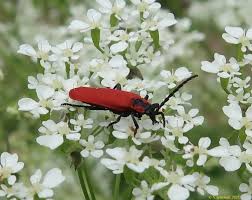 Attēlu rezultāti vaicājumam “Lygistopterus sanguineus larva”