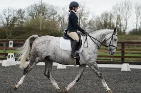 Image result for Cambridge University Riding Club