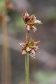 Attēlu rezultāti vaicājumam “Juncus capitatus”