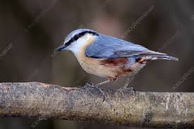 Attēlu rezultāti vaicājumam “Sitta europaea”