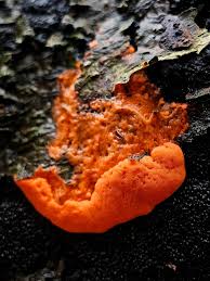 Attēlu rezultāti vaicājumam “Dictydiaethalium plumbeum macro”