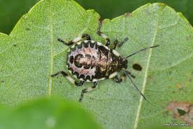 Attēlu rezultāti vaicājumam “Pinthaeus sanguinipes”