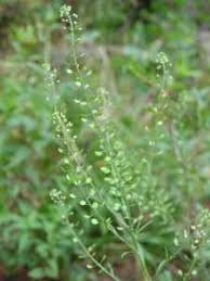 Attēlu rezultāti vaicājumam “Lepidium densiflorum flower”