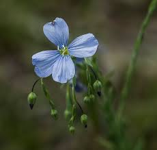Attēlu rezultāti vaicājumam “Linum usitatissimum flower”