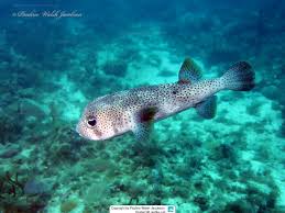 Image result for Diodon hystrix