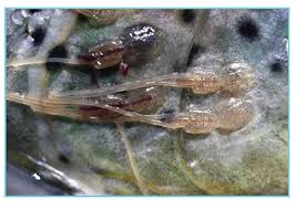 Attēlu rezultāti vaicājumam “Licea chelonoides spores”