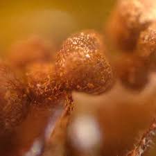 Attēlu rezultāti vaicājumam “Cribraria argillacea stalked”