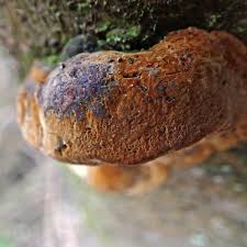 Attēlu rezultāti vaicājumam “Phellinus pomaceus”
