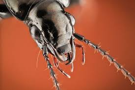 Attēlu rezultāti vaicājumam “Pterostichus oblongopunctatus”