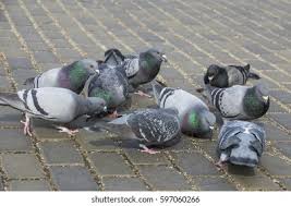 Attēlu rezultāti vaicājumam “Columba livia f. domestica”