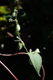 Attēlu rezultāti vaicājumam “Fallopia dumetorum”