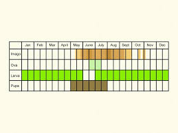 Attēlu rezultāti vaicājumam “Parapoynx stratiotata male”